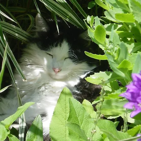 Waelderhaus Apartments Schwarzenberg im Bregenzerwald